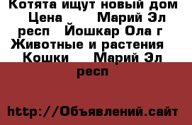 Котята ищут новый дом › Цена ­ 1 - Марий Эл респ., Йошкар-Ола г. Животные и растения » Кошки   . Марий Эл респ.
